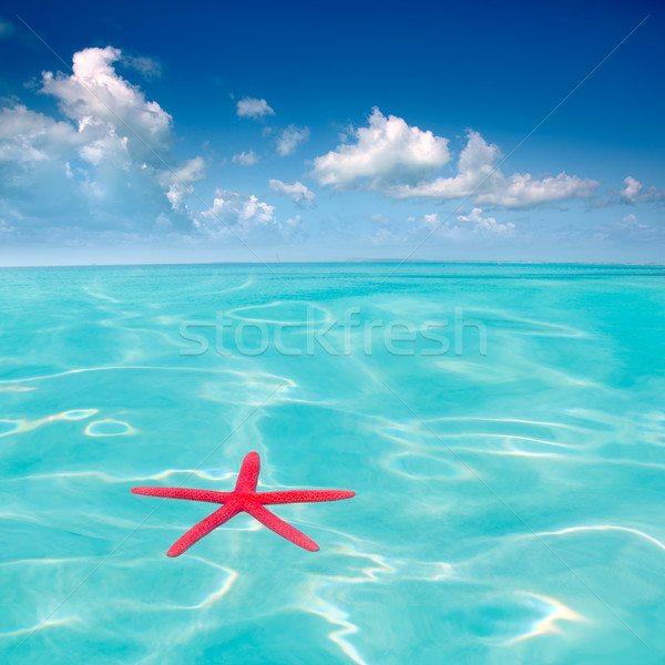 Red starfish floating on perfect tropical sea Stock photo © lunamarina