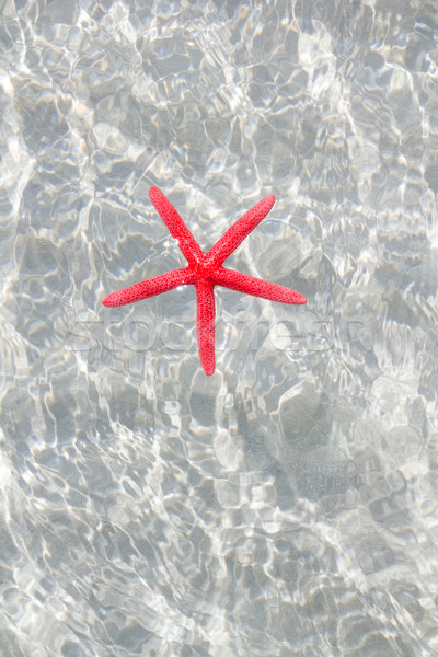 Foto d'archivio: Rosso · starfish · sabbia · bianca · spiaggia · ripple