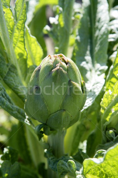 Artichoke fields in Spain Stock photo © lunamarina