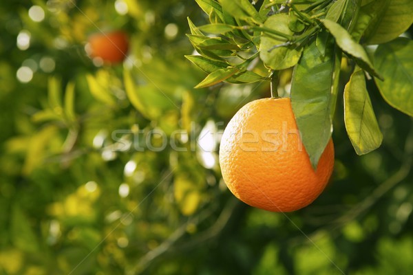 Oranje vruchten boom oogst Spanje middellandse zee Valencia Stockfoto © lunamarina