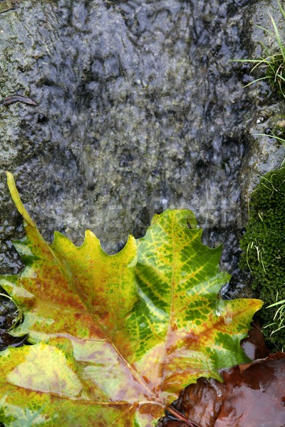 Autumn leaves down the water stream Stock photo © lunamarina