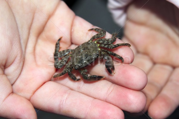 alive crab on children hands fearful of claws Stock photo © lunamarina