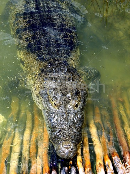 crocodile cayman in lake central America Stock photo © lunamarina