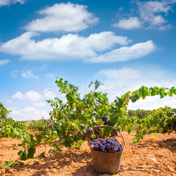 bobal harvesting with wine grapes harvest Stock photo © lunamarina