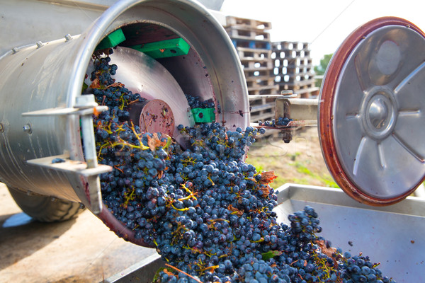 Dugóhúzó borkészítés szőlő gyümölcs ipar farm Stock fotó © lunamarina