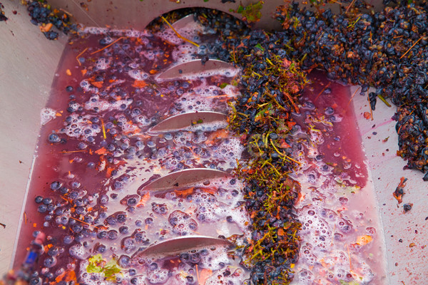 Weinbereitung Korkenzieher Saft Obst Industrie Bauernhof Stock foto © lunamarina