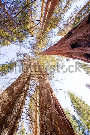 Kalifornien Ansicht unterhalb Hain Yosemite USA Stock foto © lunamarina