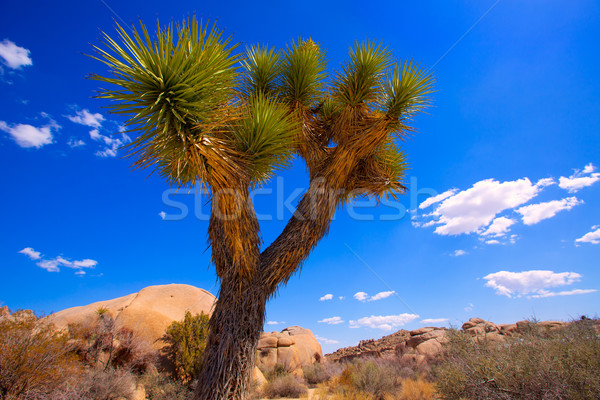 Joshua Tree National Park Yucca Valley California Stock photo © lunamarina