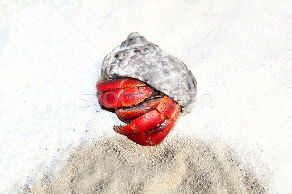 Red Legged Hermit Crab in Mexico beach sand Stock photo © lunamarina