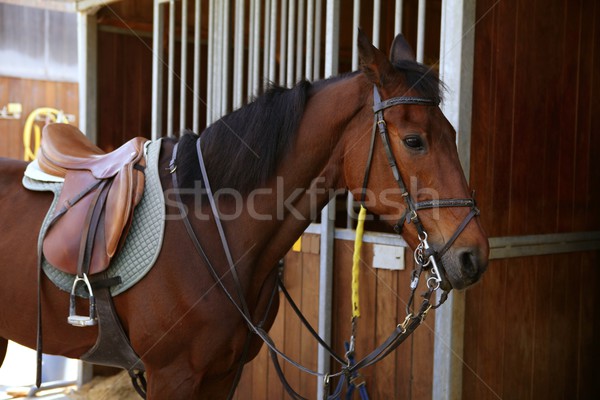Brown horse  with saddle and reins Stock photo © lunamarina