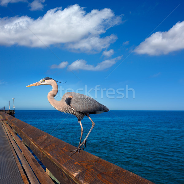 Blue Heron Ardea cinerea in Newport pier California Stock photo © lunamarina