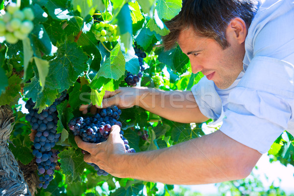 Winemaker oenologist checking bobal wine grapes Stock photo © lunamarina