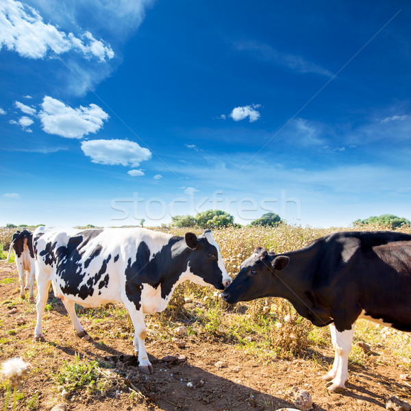 Friesian cows kissing each other in Menorca Balearic Stock photo © lunamarina