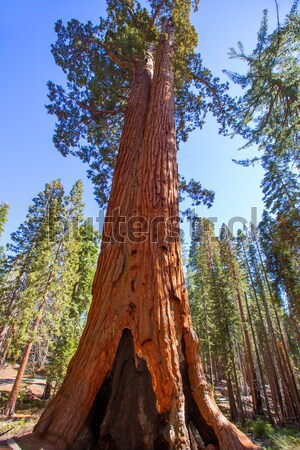 Hain Kalifornien Himmel Baum Licht Stock foto © lunamarina