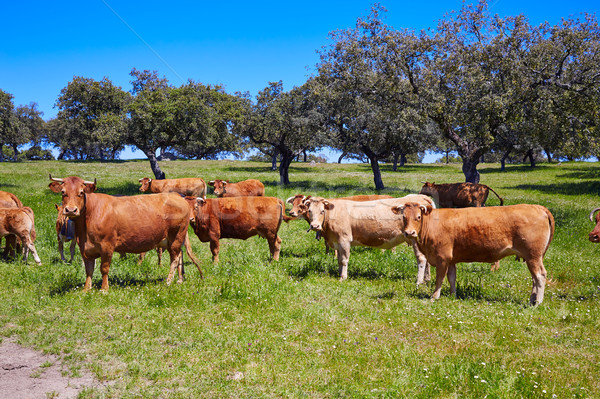Cows grazing in Extremadura Dehesa Spain Stock photo © lunamarina