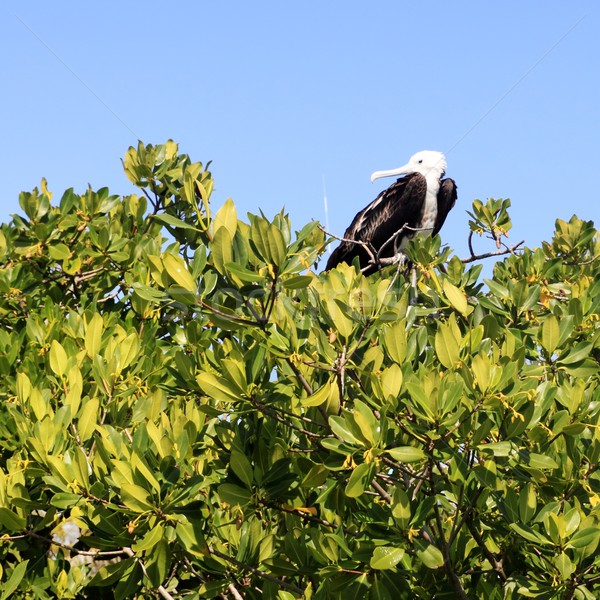 Stock photo: frigate baby bird in Contoy island mangrove