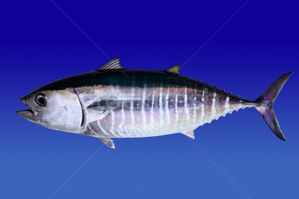 Bluefin tuna isolated on blue background Stock photo © lunamarina