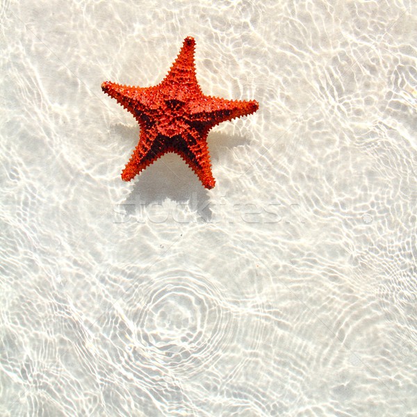 Starfish laranja ondulado raso água belo Foto stock © lunamarina