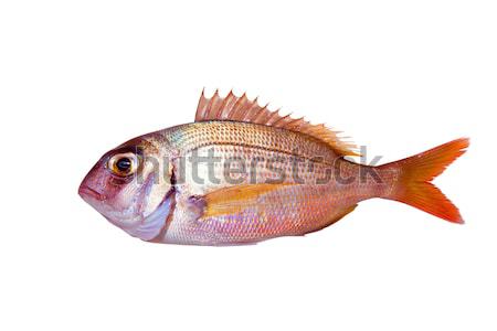Common sea bream pagrus fish isolated Stock photo © lunamarina