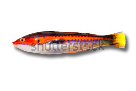 coris julis fish Rainbow Wrasse from Mediterranean Stock photo © lunamarina