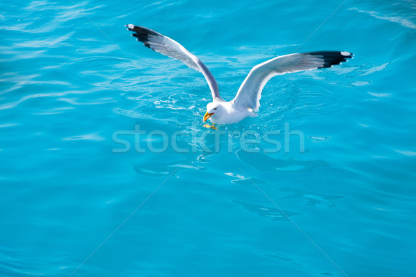 bird seagull on sea water in ocean Stock photo © lunamarina