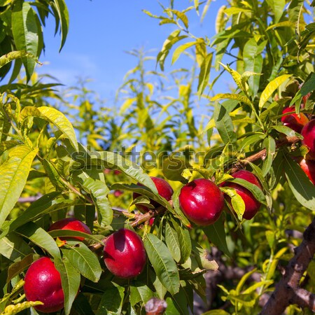 nectarine fruits on a tree with red color Stock photo © lunamarina