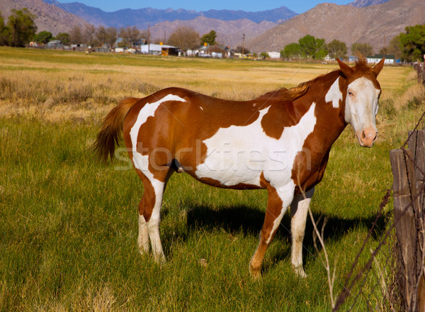 California pinto paint horse in farm Stock photo © lunamarina