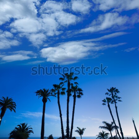 California high palm trees silohuette on blue sky Stock photo © lunamarina