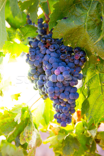 Bobal Wine grapes in vineyard raw ready for harvest Stock photo © lunamarina