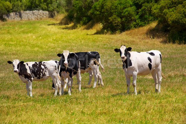 Menorca Friesian cow cattle grazing in green meadow Stock photo © lunamarina