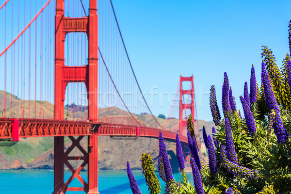 Golden Gate Bridge San Francisco purple flowers California Stock photo © lunamarina
