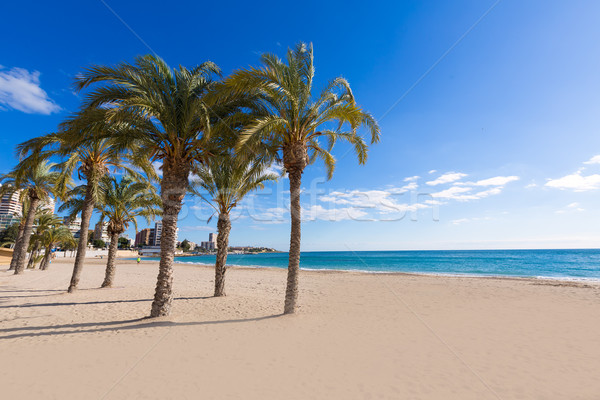 Alicante San Juan beach of La Albufereta with palms trees Stock photo © lunamarina