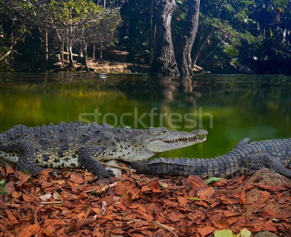 Crocodile Mexico Riviera Maya photomount Stock photo © lunamarina