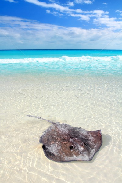  stingray Dasyatis americana in Caribbean beach Stock photo © lunamarina
