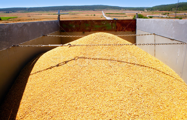 cereal harvest wheat mound in truck Stock photo © lunamarina
