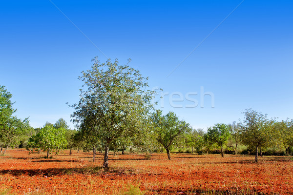 Agriculture in Ibiza island mixed mediterranean trees Stock photo © lunamarina