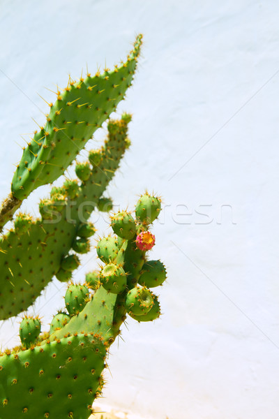 chumbera nopal prickly pear fruits Stock photo © lunamarina
