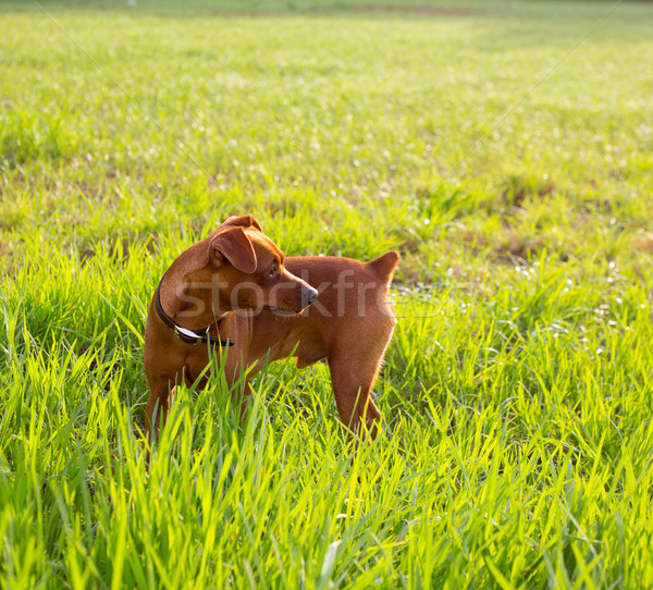 Perro marrón mini verde pradera aire libre feliz Foto stock © lunamarina