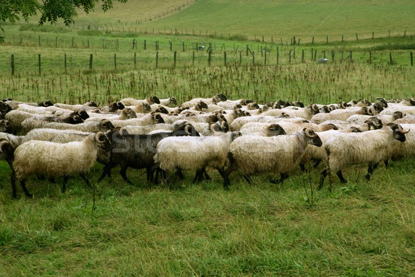 Green meadow with flock of sheep and goats Stock photo © lunamarina