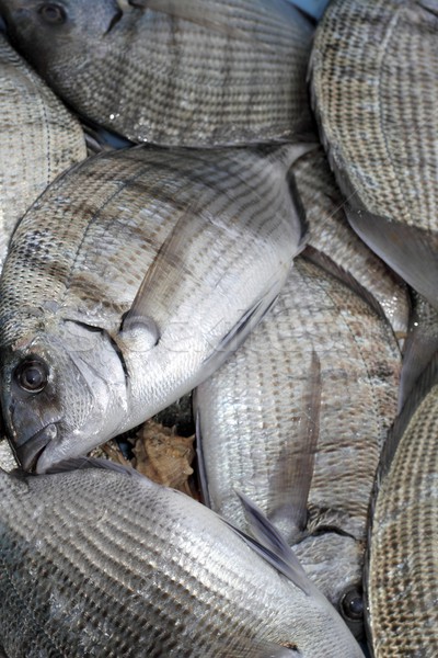 Stock photo: Diplodus Sargus white seabream fish