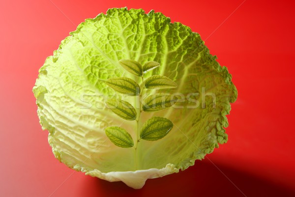  growing inside a cabbage leaf Stock photo © lunamarina