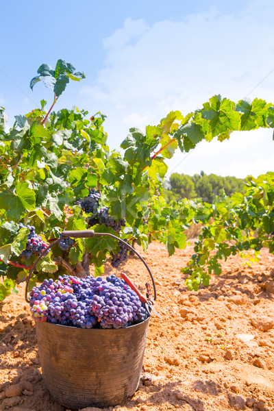 bobal harvesting with wine grapes harvest Stock photo © lunamarina