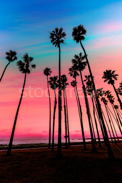 California sunset Palm tree rows in Santa Barbara Stock photo © lunamarina