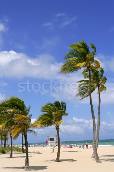 Fort lauderdale spiaggia tropicale palme Florida cielo blu spiaggia Foto d'archivio © lunamarina