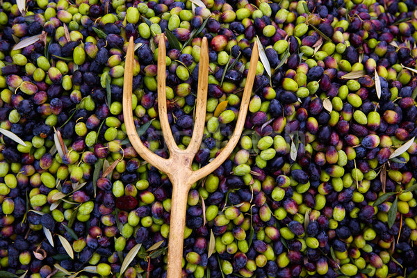 Olives harvest with net and wooden fork Stock photo © lunamarina