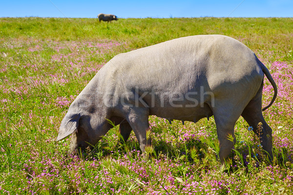 Cerdo iberico iberian pork in Dehesa Spain Stock photo © lunamarina