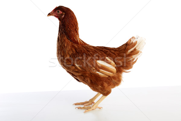 [[stock_photo]]: Brun · hybride · poule · isolé · blanche · nature