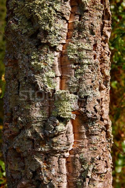 Kurk bomen boom bos gemeenschap Spanje Stockfoto © lunamarina