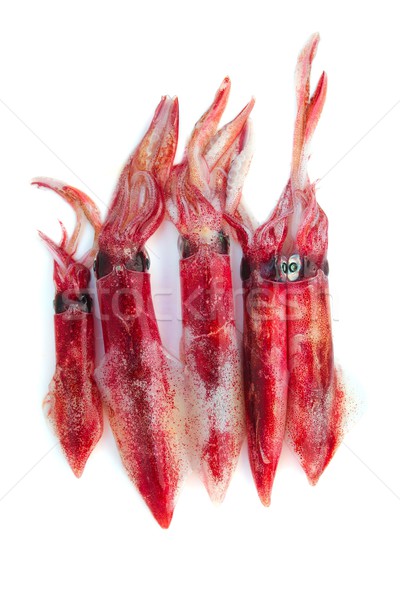 fresh squid Loligo vulgaris seafood catch Stock photo © lunamarina