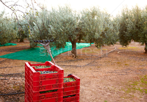 Stock photo: Olives harvest and picking vibration fork tool